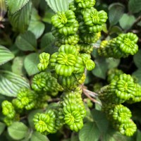 Hedyotis quinquinervia Thwaites